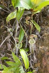 09 Nepenthes-rafflesiana-2.jpg