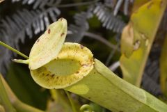 001-Nepenthes-mirabilis.jpg