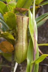 11 Nepenthes-gracilis-6.jpg