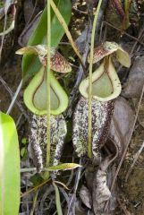 08 Nepenthes-rafflesiana-3.jpg