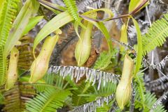 12 Nepenthes-gracilis-5.jpg
