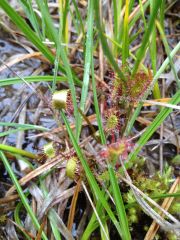 Drosera anglica