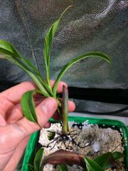 N. ceciliae rooted cutting