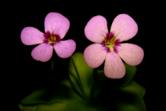 DSC03775