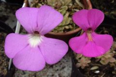 Two forms of Pinguicula ehlersiae