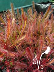 capensis Red