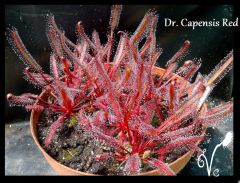 Drosera Capensis Red (2)
