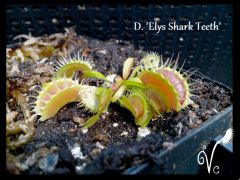 Dionaea Elys shark teeth