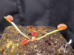 Dionaea razoorback (3).jpg