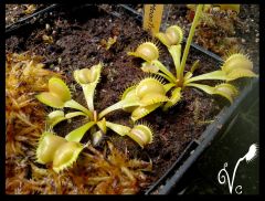 Dionaea Moontrap2.jpg