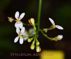 stylidium adnatum