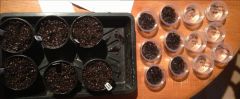 Seeds from Jakub planted
