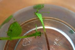 D obovata leaf cuttings 2
