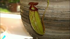 Nepenthes Ventricosa x Talangensis Pitcher
