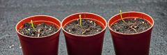 seedlings 2