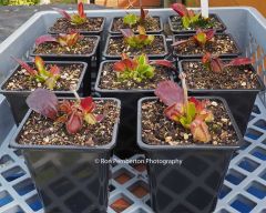 P6060016 Leaf Pullings June 16