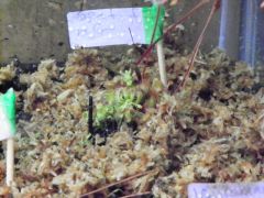 Drosera Spaulata 'Fraser Island'