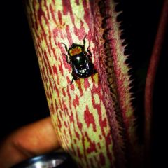 10387610 492698040873096 8343325287214521161 N