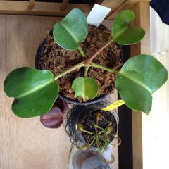 10858637 495018383974395 5804071302603511452 N (1)