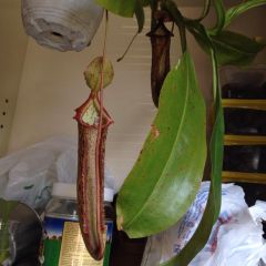 10801907 495018243974409 4541605494764781681 N