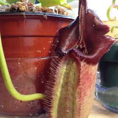 10849820 495018263974407 5198468891515147620 N