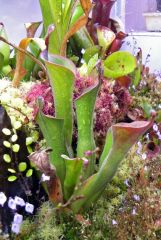 Heliamphora and Nepenthes