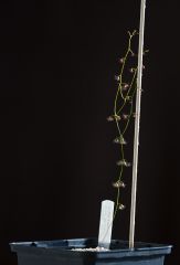 Drosera macrantha