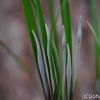 Thelymitra `Cindarella´ (T.rubra X variegata)