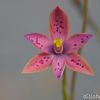 Thelymitra`Cindarella´ (3)