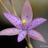 Thelymitra `Ron Heberle´