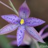Thelymitra `Ron Heberle´