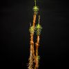 Stylidium laricifolium 4