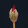 Drosera coccipetala flower gone
