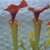 F62 S.flava var cuprea 'Red Top'