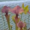 F62 S.flava var cuprea 'Red Top'