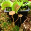 Terr2 fungus
