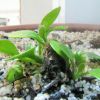 Cephalotus follicularis HG