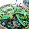 N. veitchii